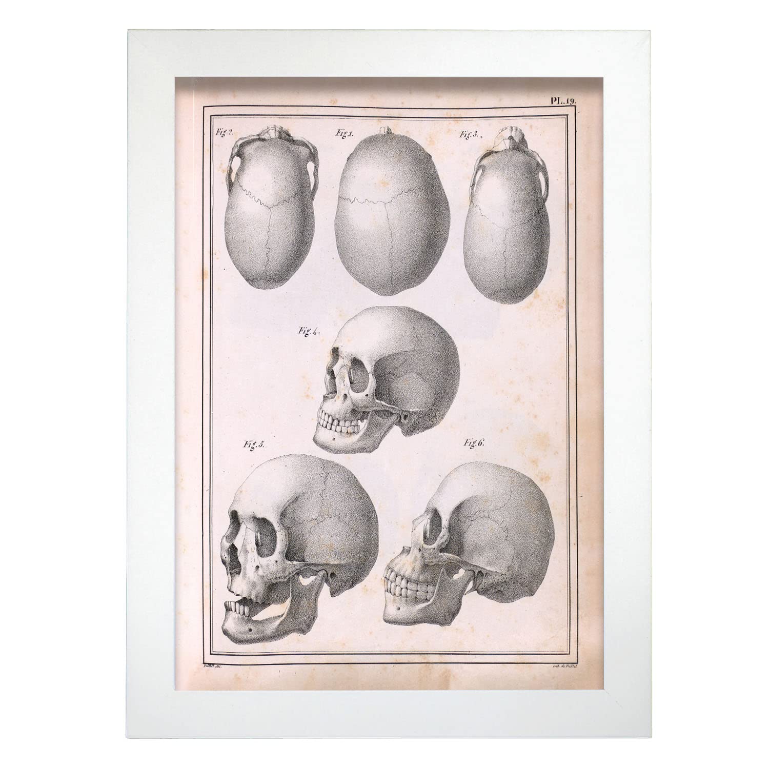 Nacnic póster de cráneos humanos ilustraciones decorativas de anatomía y medicina en estilo vintage diseño y tamaño a4 con marco blanco