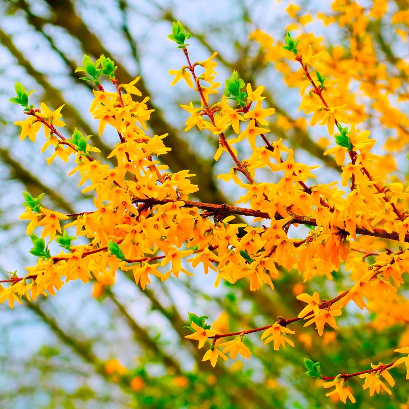 10 Forsythias (Forsythia X Intermedia 'Lynwood Gold') - Haie de Forsythia x Intermedia - - Pépinières Naudet - 2