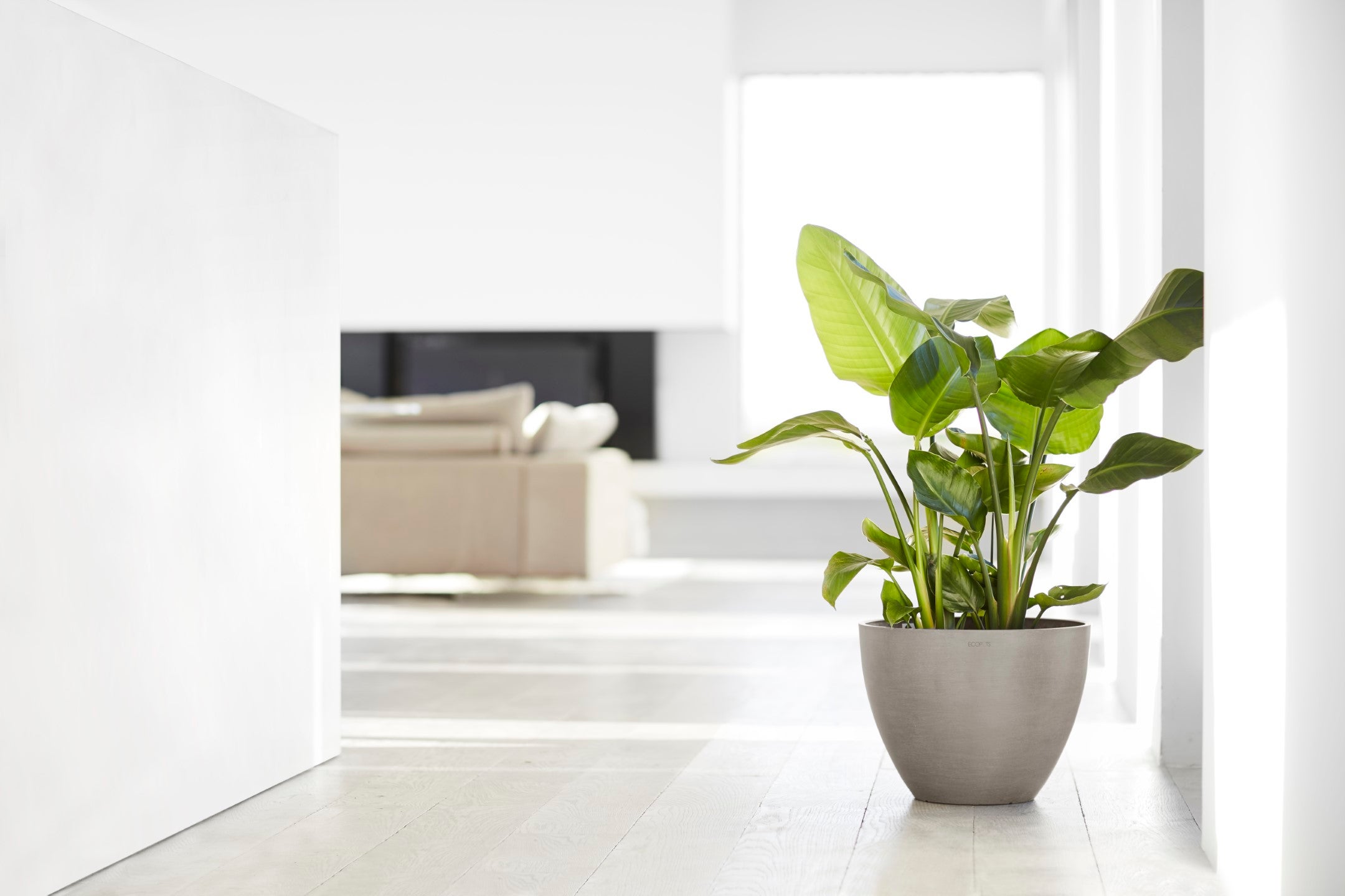 Ecopots Sottovaso Quadrato 50 per Vasi da Fiori - L 43 cm x P 43 cm x A 3,5 cm - Grigio Scuro - Per Interni ed Esterni - 4