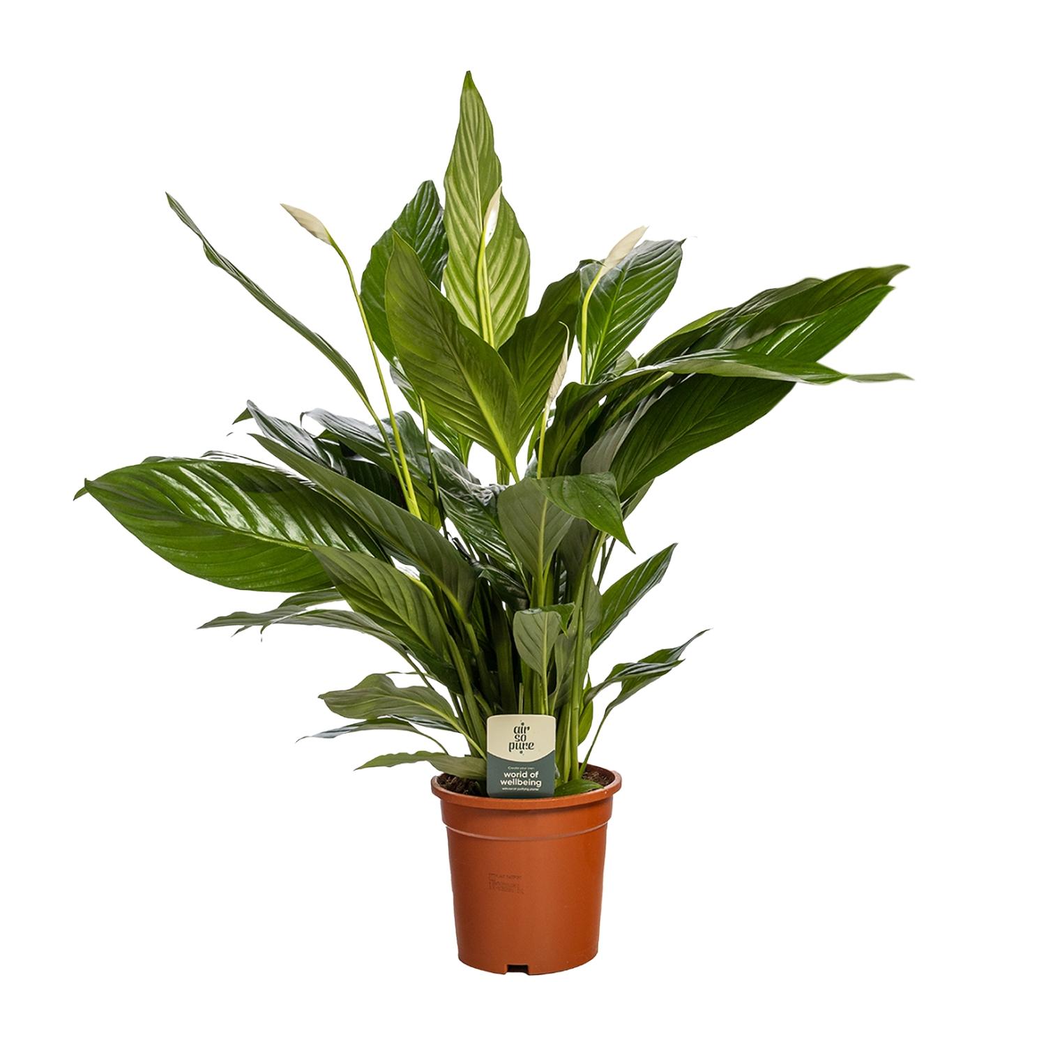 Spathiphyllum 'Bingo Cupido' - Lilia pokoju 19 cm zielone liście i białe kwiaty do wnętrz