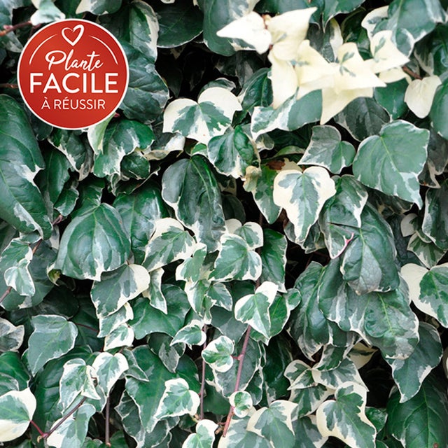 Lierre des Canaries 'Gloire de Marengo' - hedera canariensis 1,5L - 40/60cm