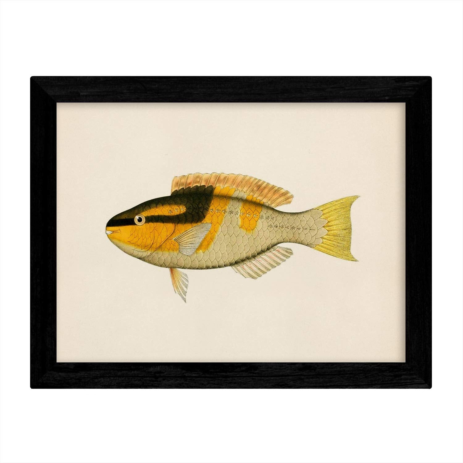 4 Feuilles De Feuille De Poisson Coloré Effet Vintage Tone Jaune ...