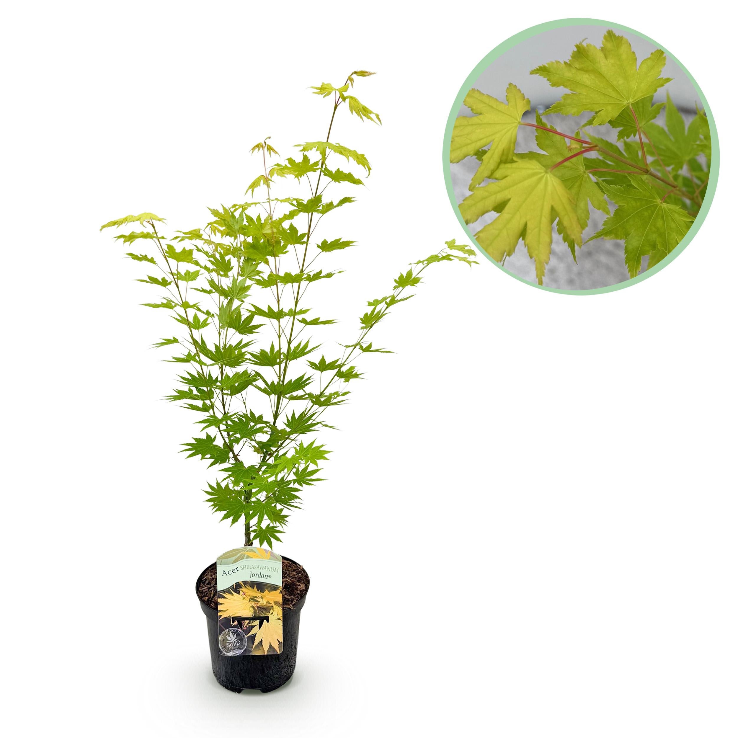 Klon japoński Acer palmatum Jordan żółty – Roślina ogrodowa – Liściasta – Wys 70 cm – Doniczka 19 cm