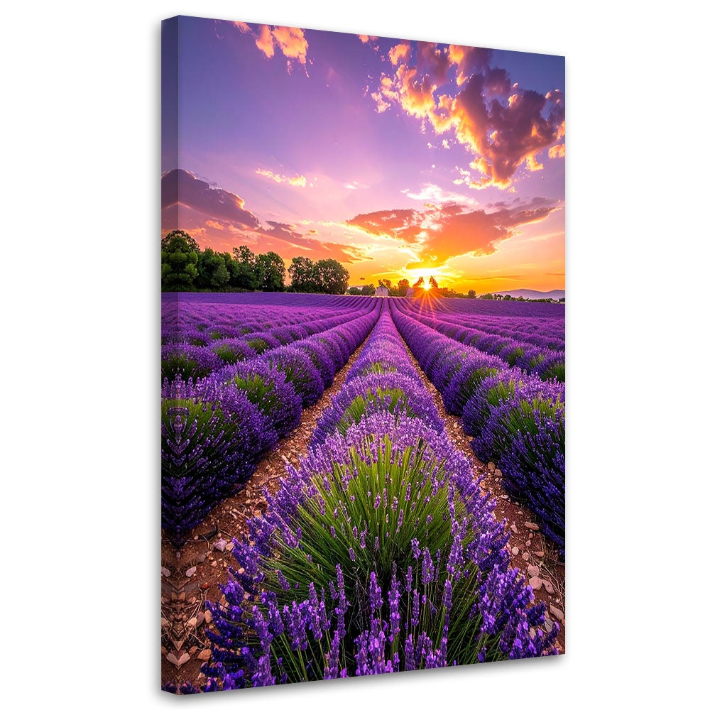 Obraz do salonu sypialni biura, Pole lawendy łąka fioletowy 40x60