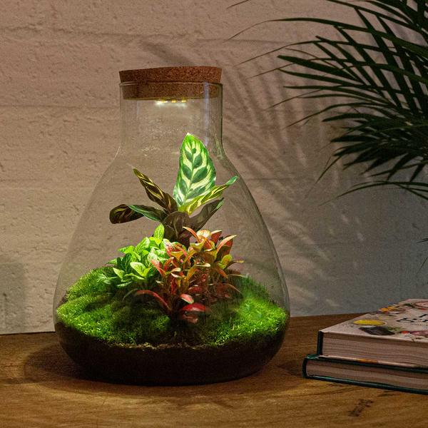 Terrário DIY Sam Calathea com lâmpada LED – Mini ecossistema autossuficiente com Fittonia e musgo – 30 cm - 7
