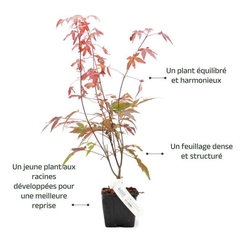 Érable du Japon 'Atropurpureum' (Acer palmatum 'Atropurpureum') - Godet 9cm - Taille 20/40cm - Pépinières Naudet - 3