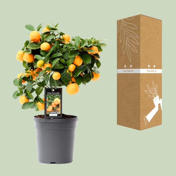 Citrus Calamondin 15 cm - Pianta da interno 40 cm - Agrume ornamentale e profumata - 6