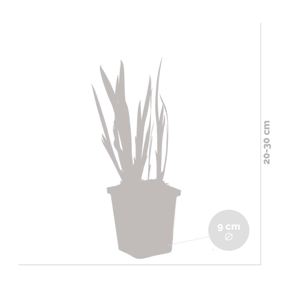 Lot de 3 - Iris Kaempferi - Iris du Japon - Violet - Plantes de bassin - H. 20-30 cm - P. 9 cm - 4