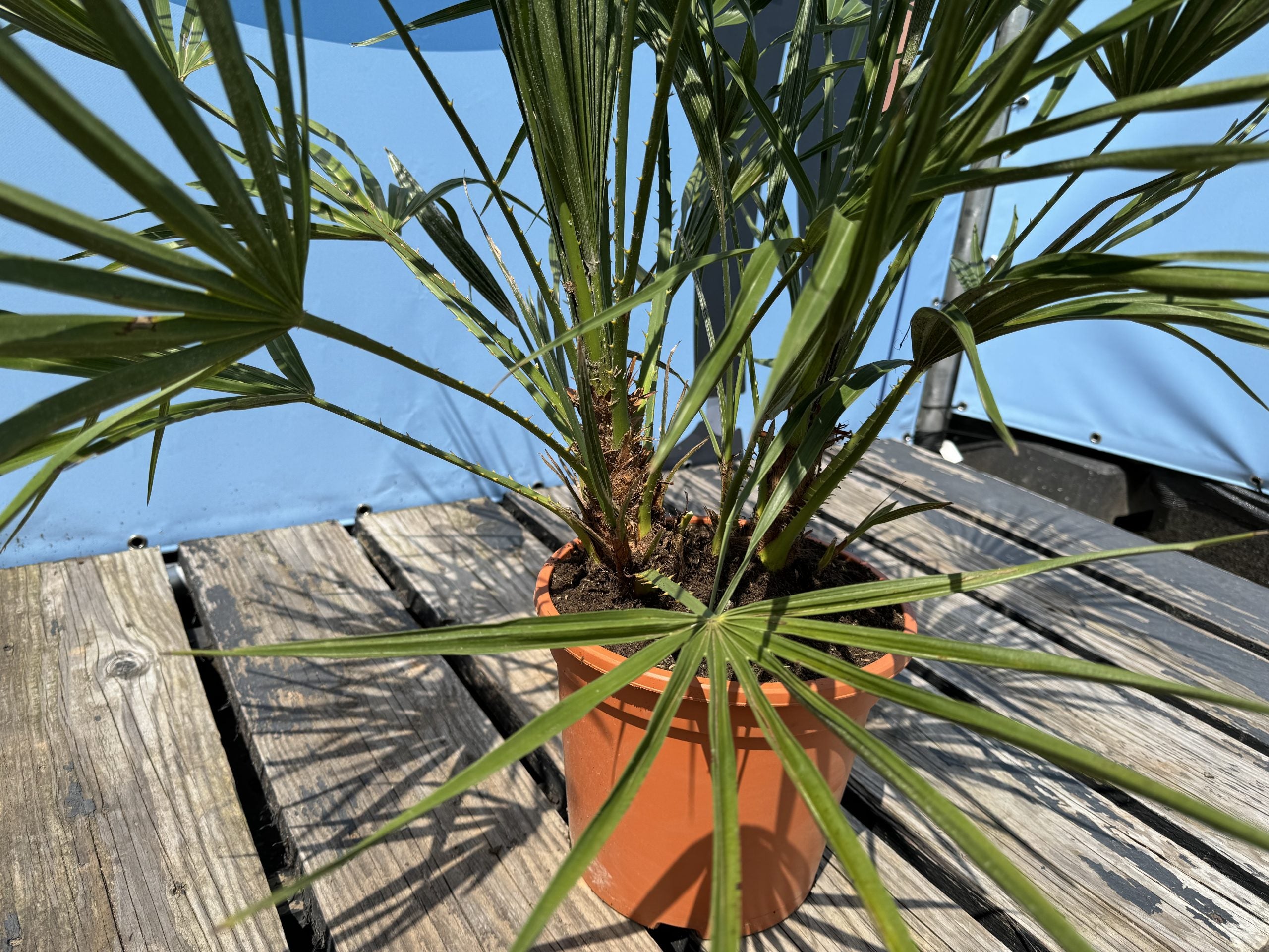 Chamaerops Humilis - Palmier européen nain - Palmier à feuilles persistantes résistant au froid - hauteur 100-120 cm pot inclus - 5