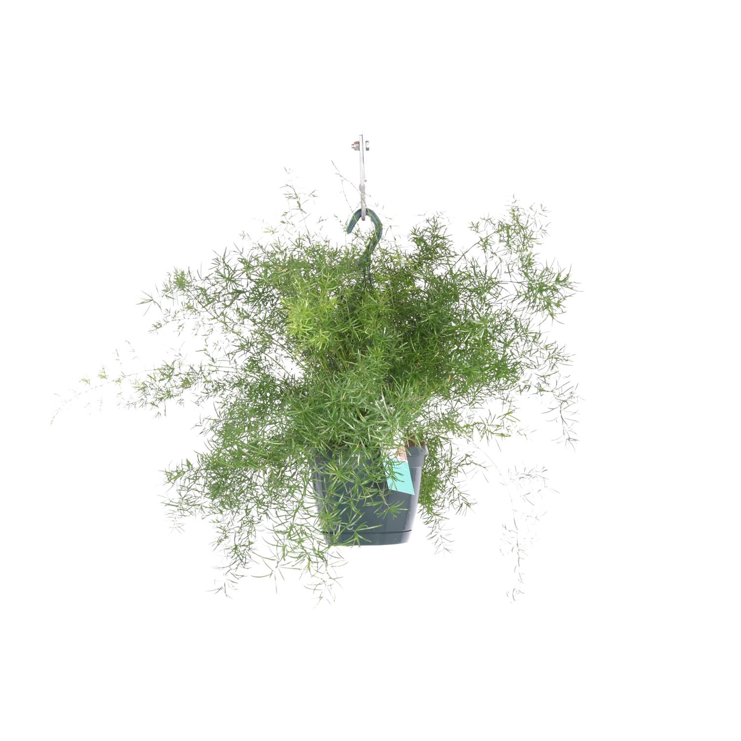 Asparagus Sprengeri Zwisający - Paproć Ozdobna Doniczkowa - Ø17cm - Wys. 35cm