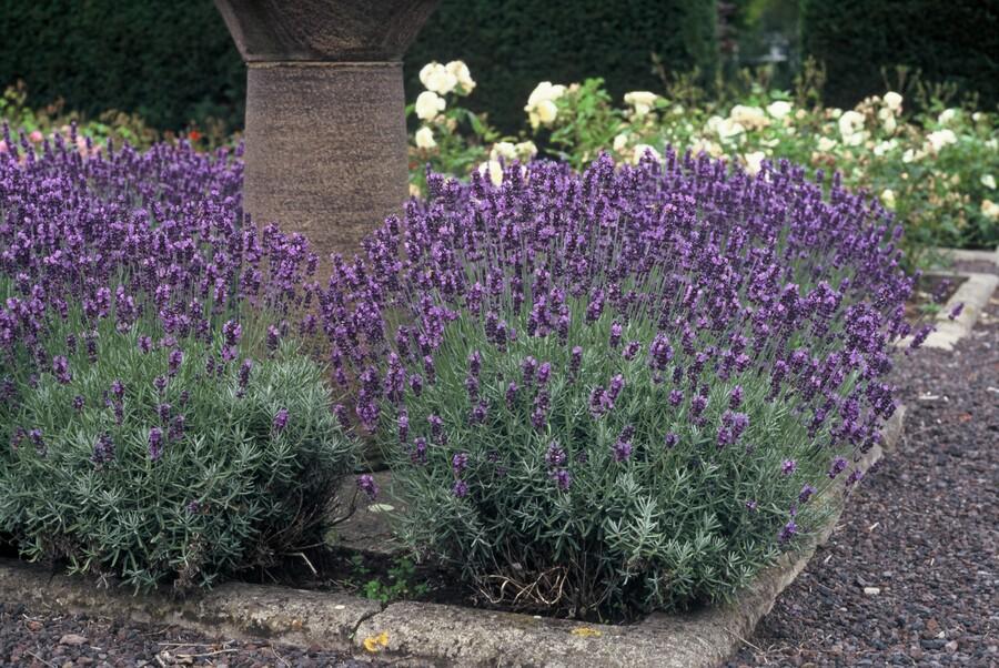 6x Lavanda Angustifolia 'Dwarf Blue' 10-25cm Vaso Ø9cm – Varietà compatta con fiori blu profumati - 5