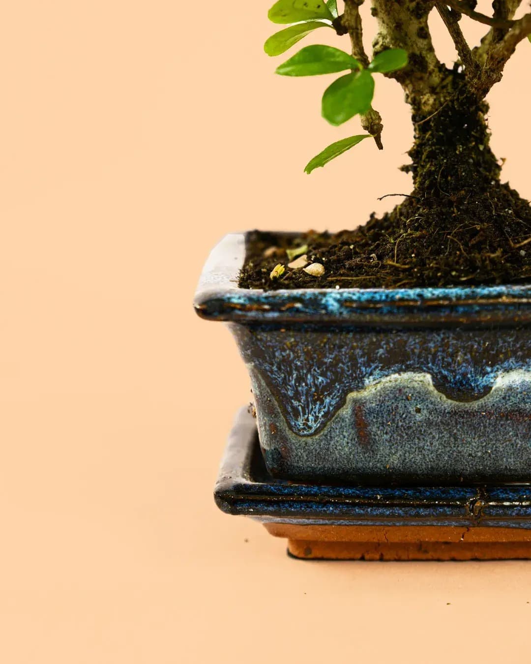 Maceta para Bonsi Azul - Maceta Terracota | Leroy Merlin