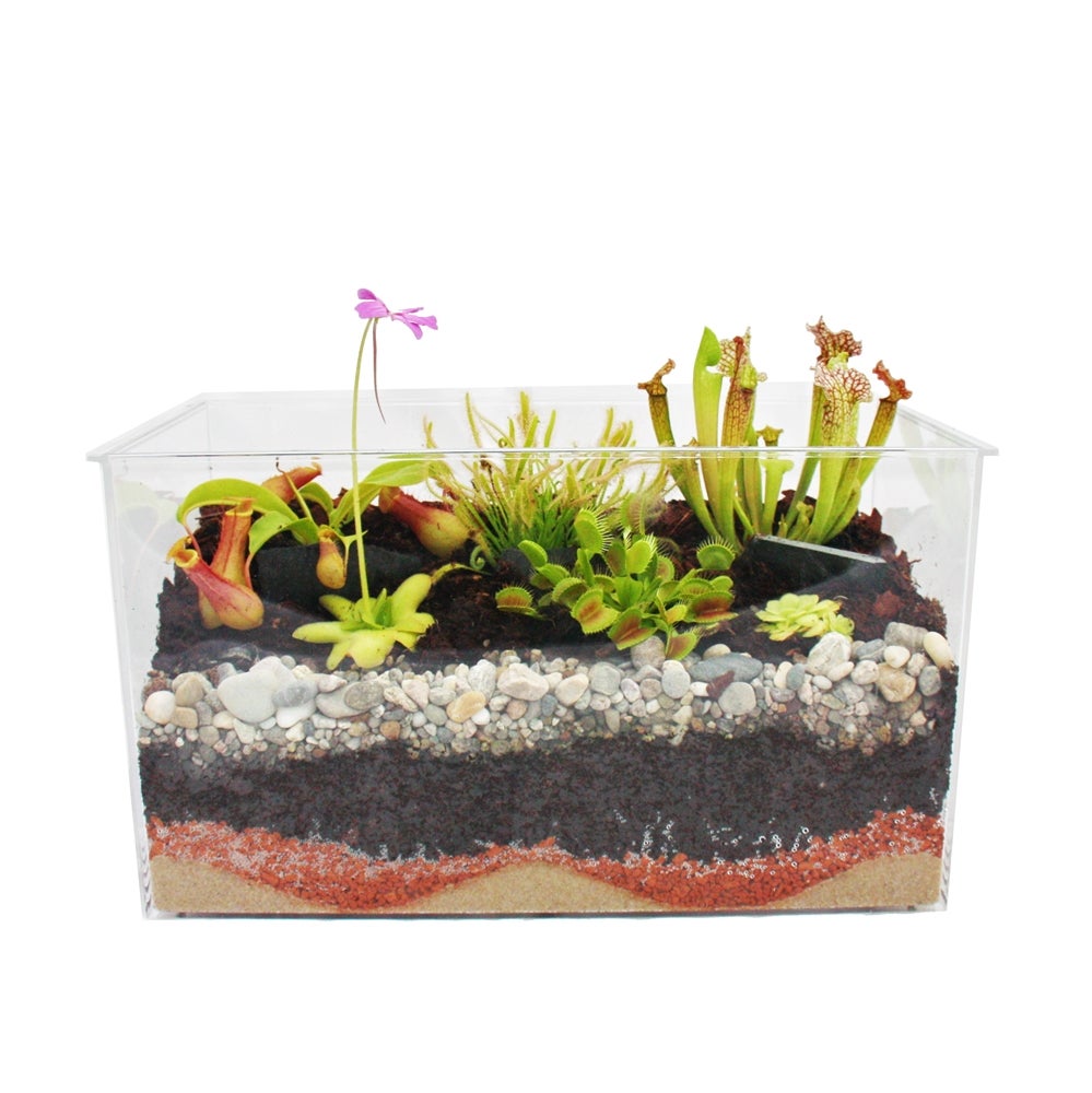 Plantes carnivores - Aquarium pour l'auto-plantation - moyen - 4