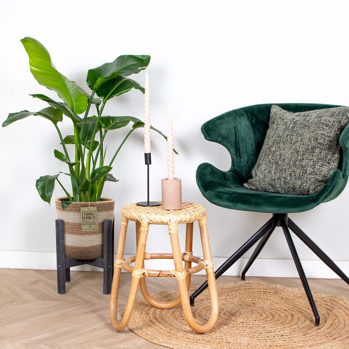 Strelitzia Nicolai - Oiseau de paradis - Plante d’intérieur - Dépolluante - H. 80-100 cm - 4