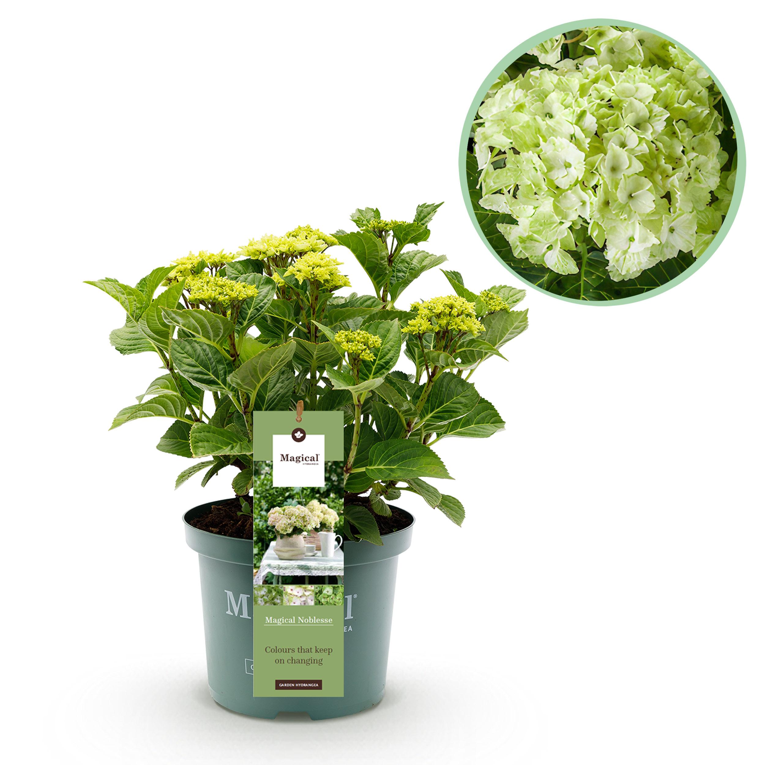 Hortensja ogrodowa Hydrangea macrophylla Magical Noblesse – Biała – 6–10 kwiatów – Doniczka 23 cm – Wys 55 cm