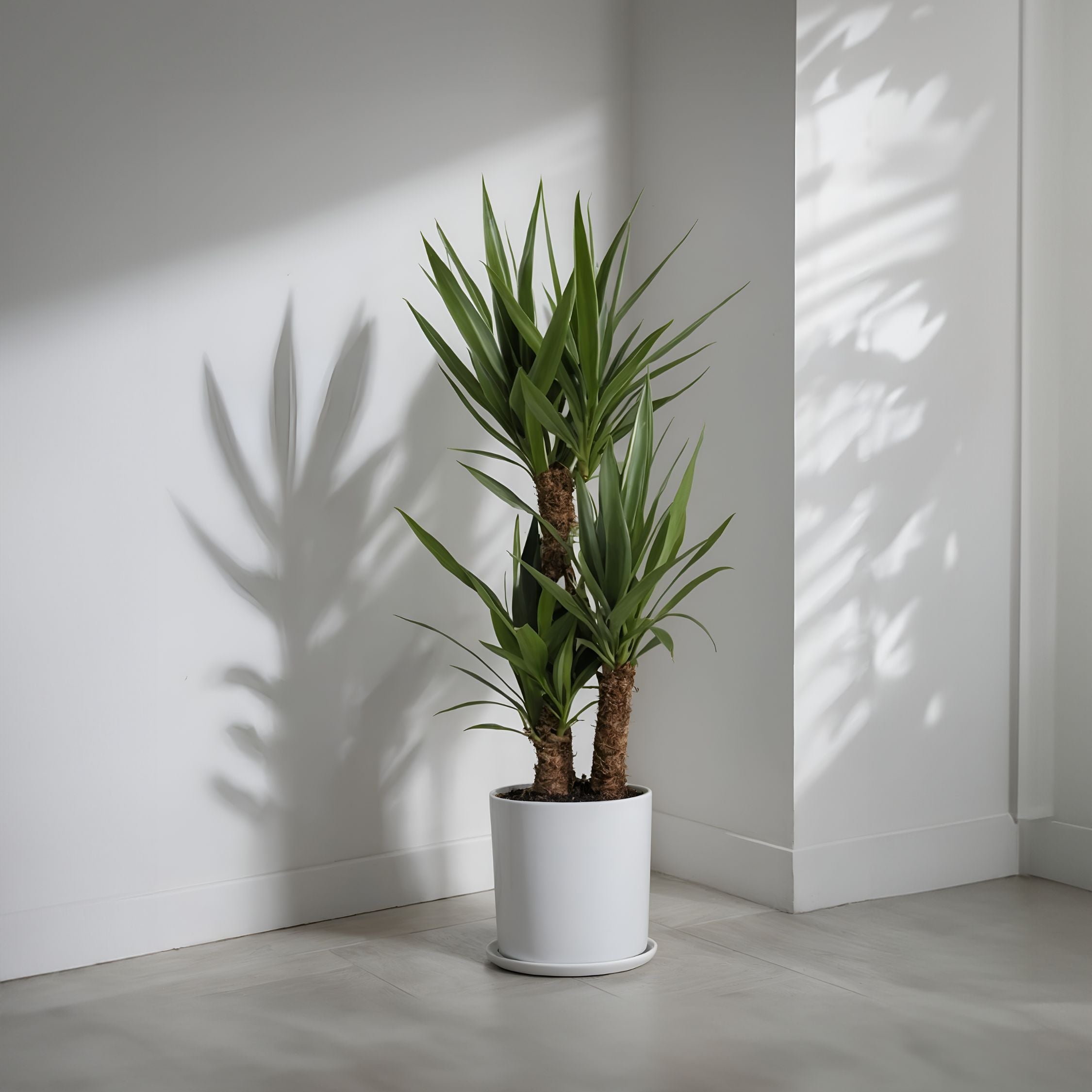 Pied d'éléphant - Yucca elephantipes - Hauteur 70-80cm - ⌀17cm - 3