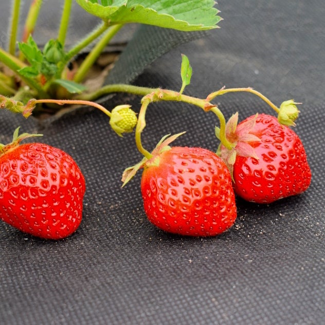 Géotextile anti-mauvaises herbes non tissé 50 g/m2 - 1,10 x 10 mètres - 3