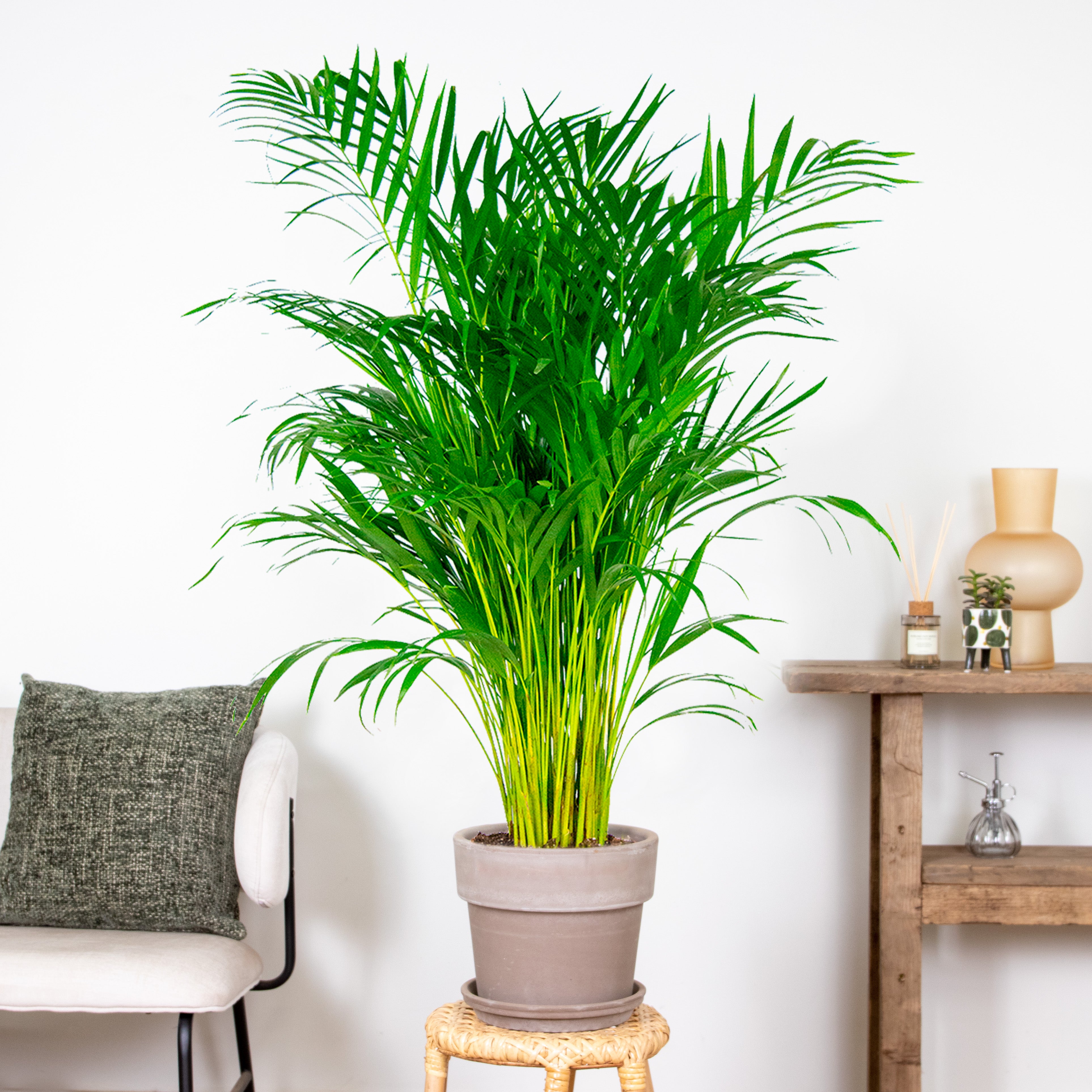 Dypsis Lutescens - Palmier Areca - Plantes d’intérieur - Dépolluante - H. 100-110 cm - P. 21 cm - 4