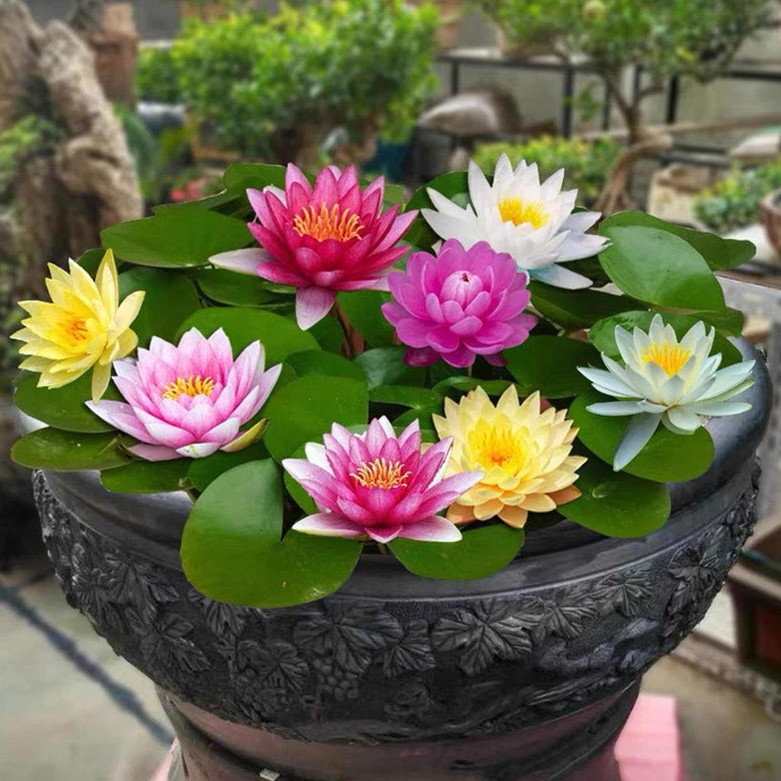 120 graines de lotus de couleurs mélangées, graines de lotus, graines de nénuphar, plantes hydroponiques quatre saisons - 2