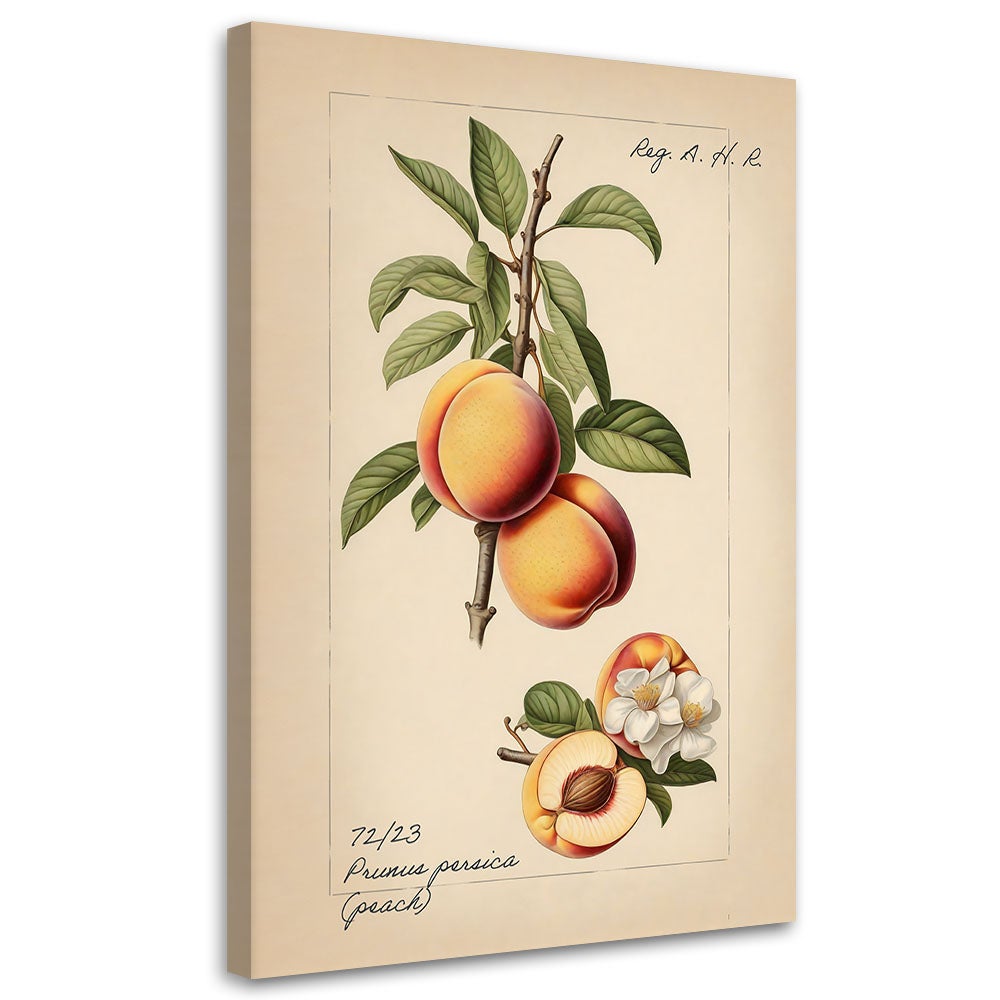 Obraz na płótnie, Owoce Vintage Brzoskwinia 80x120