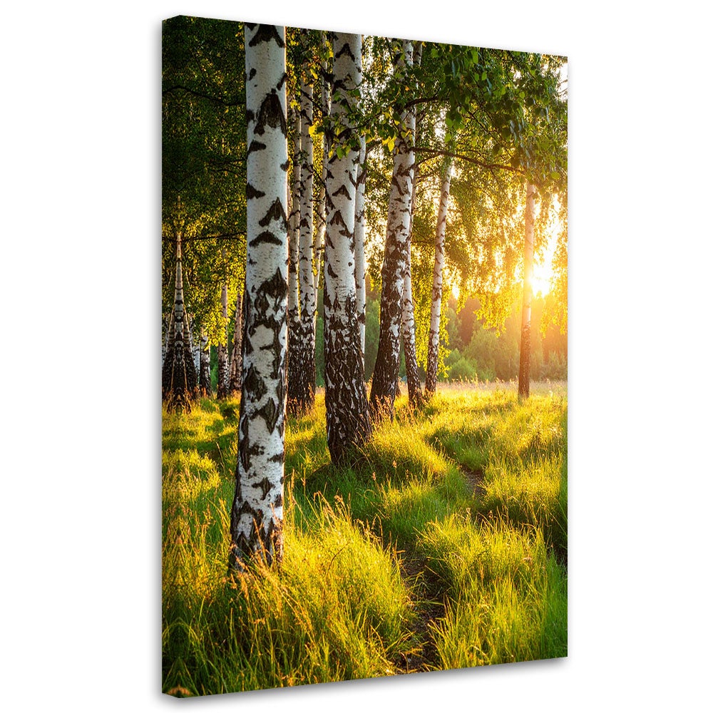 Obraz do salonu sypialni biura, Brzozowy las natura pejzaż 70x100