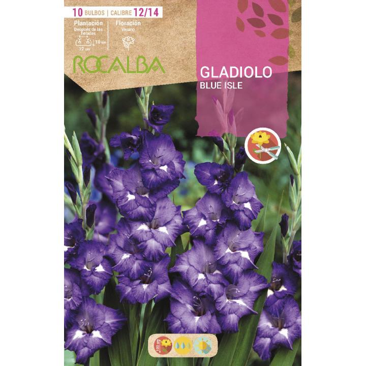 Bulbo Gladiolo Blue Isle 10 unidades | Leroy Merlin