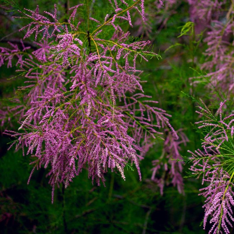 Tamaris de Printemps (Tamarix tetrandra 'Africana') - Godet - Taille 20/40cm - Pépinières Naudet - 2