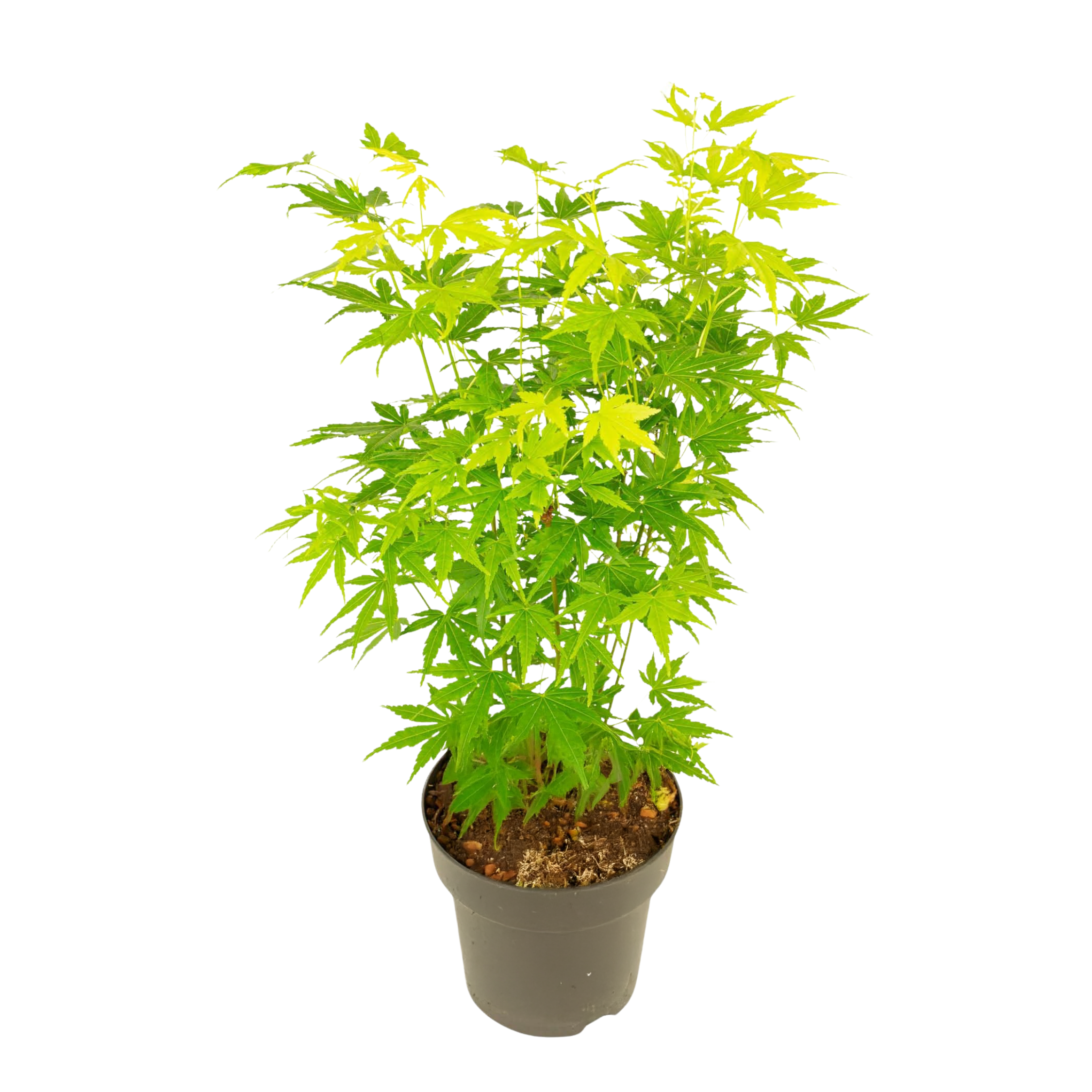 Erable Du Japon Going Green