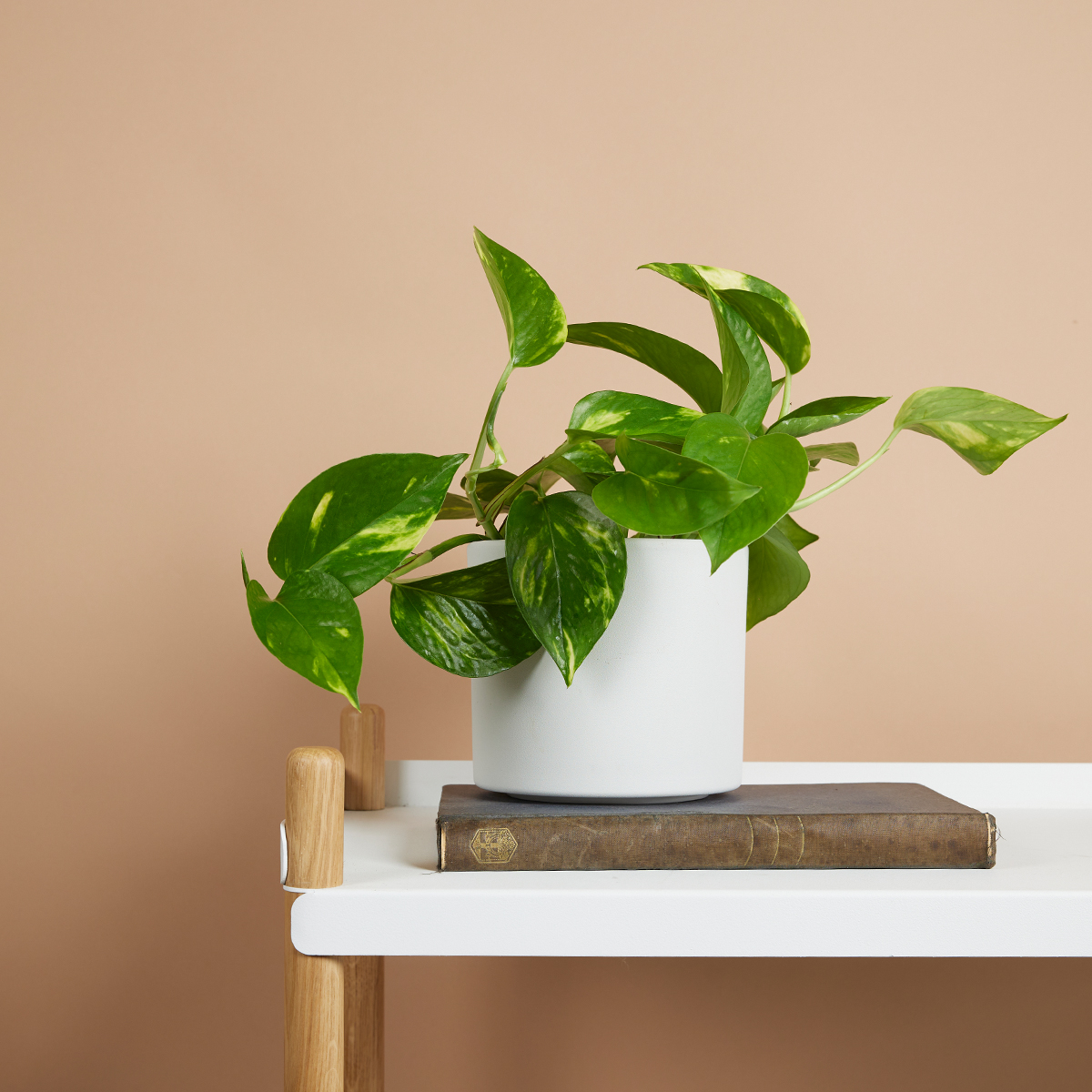 Scindapsus Aureum - Pothos doré - Plante suspendue - Plante d'intérieur - H. 10-20 cm - P. 12 cm - 2