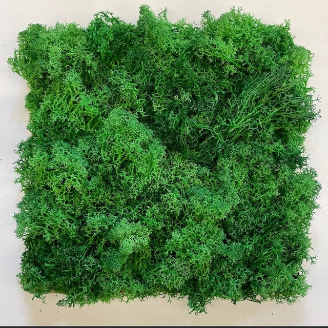 Muschio islandese, verde, 200 g, vero muschio naturale, utilizzabile per lavori artigianali, modellismo, decorazioni da giardino, ecc.