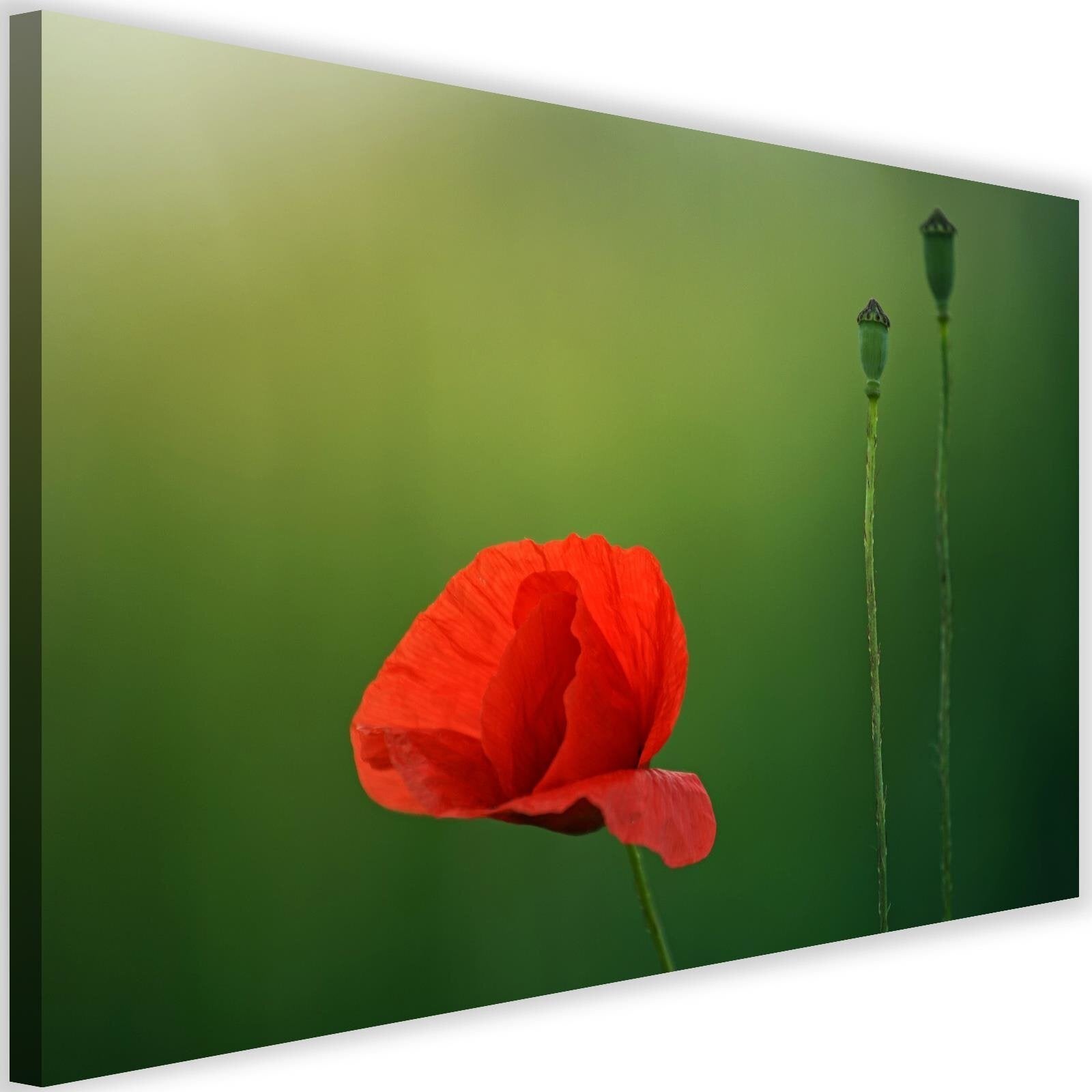 Obraz na płótnie, Mak na zielonym tle 60x40