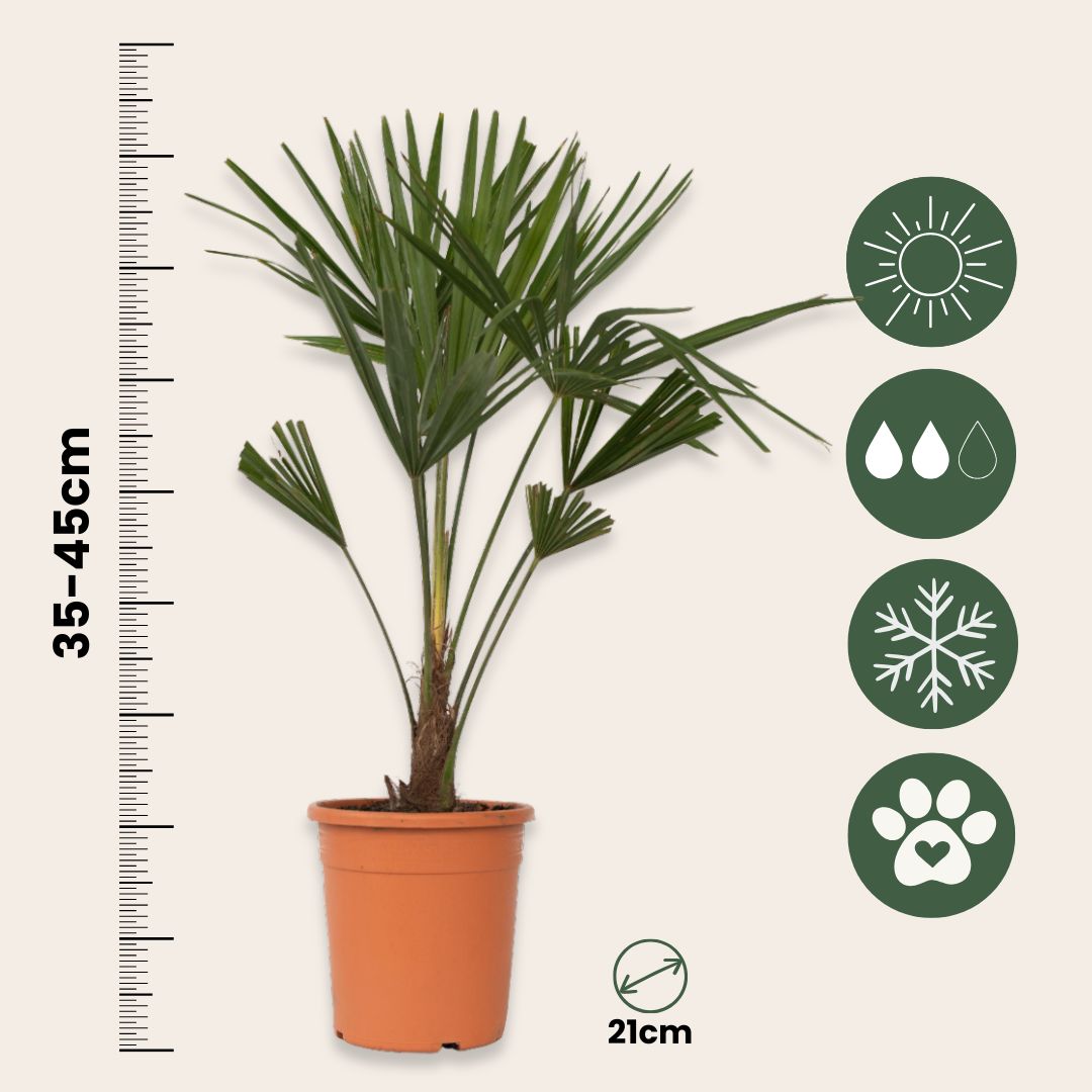 Palmier de Chine - Set de 2 - Trachycarpus Fortunei - Hauteur 65-75cm - ⌀21cm - 2