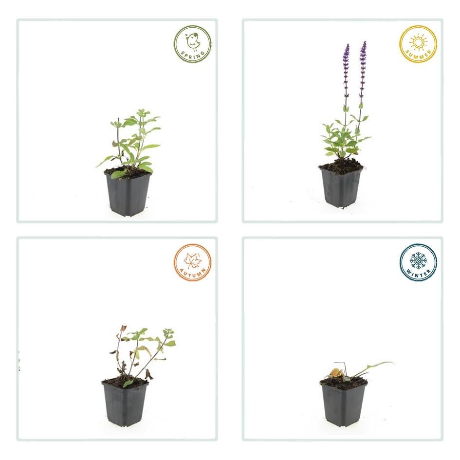 24x Plante Salvia nem. 'Caradonna' - ↕10-25cm (hauteur) - Ø9cm (diamètre)– ComfortXL Green - 5