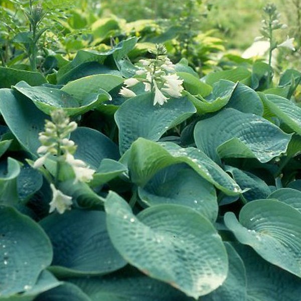 6 x Hosta sieboldiana - Hosta sieboldiana 'Elegans' - godet 9x9 cm ...