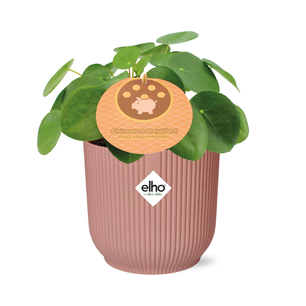 Pilea Peperomioides 12cm w doniczce ELHO Vibes Fold różowej – Oryginalna roślina doniczkowa