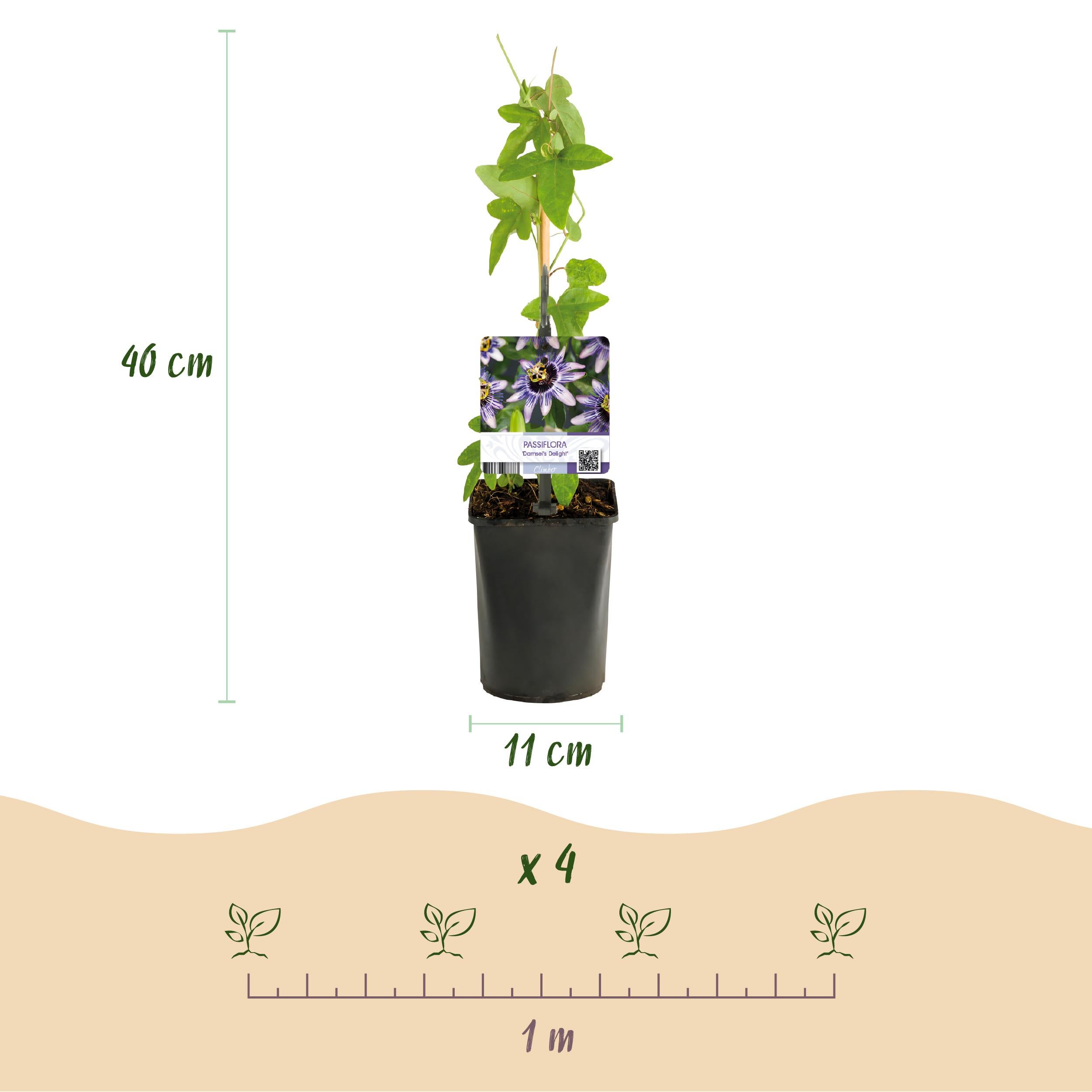 Green boutiQ – Passiflora Rainbow – 4 piante – Fiori rosa, bianco, viola, verde – Facile cura – Vaso 11 cm – Altezza 40 cm - 3