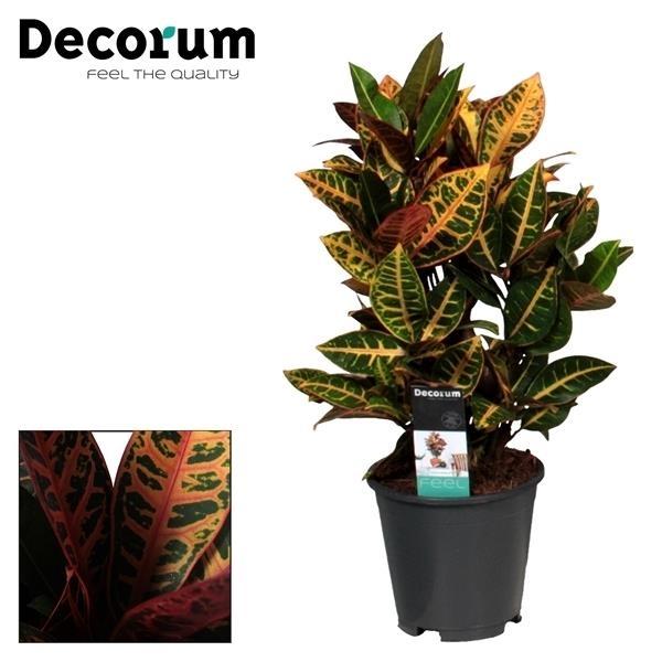 Croton Petra - Kolorowa roślina doniczkowa łatwa w pielęgnacji - Doniczka Ø17cm - Wysokość 55cm