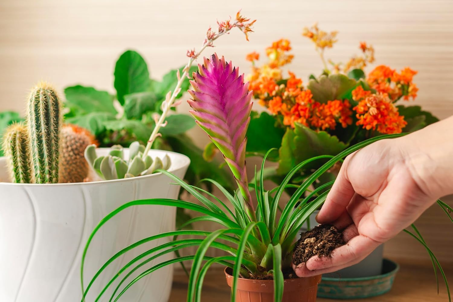 R&R SHOP – Terreau professionnel pour plantes succulentes et cactus, élaboré uniquement à partir de matières premières européennes, autorisé en agricu - 2