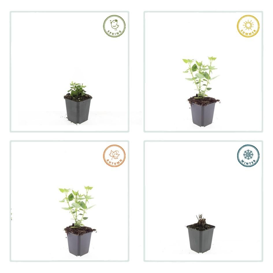 24x Plante Agastache 'Blue Fortune' - ↕10-25cm (hauteur) - Ø9cm (diamètre)– ComfortXL Green - 4