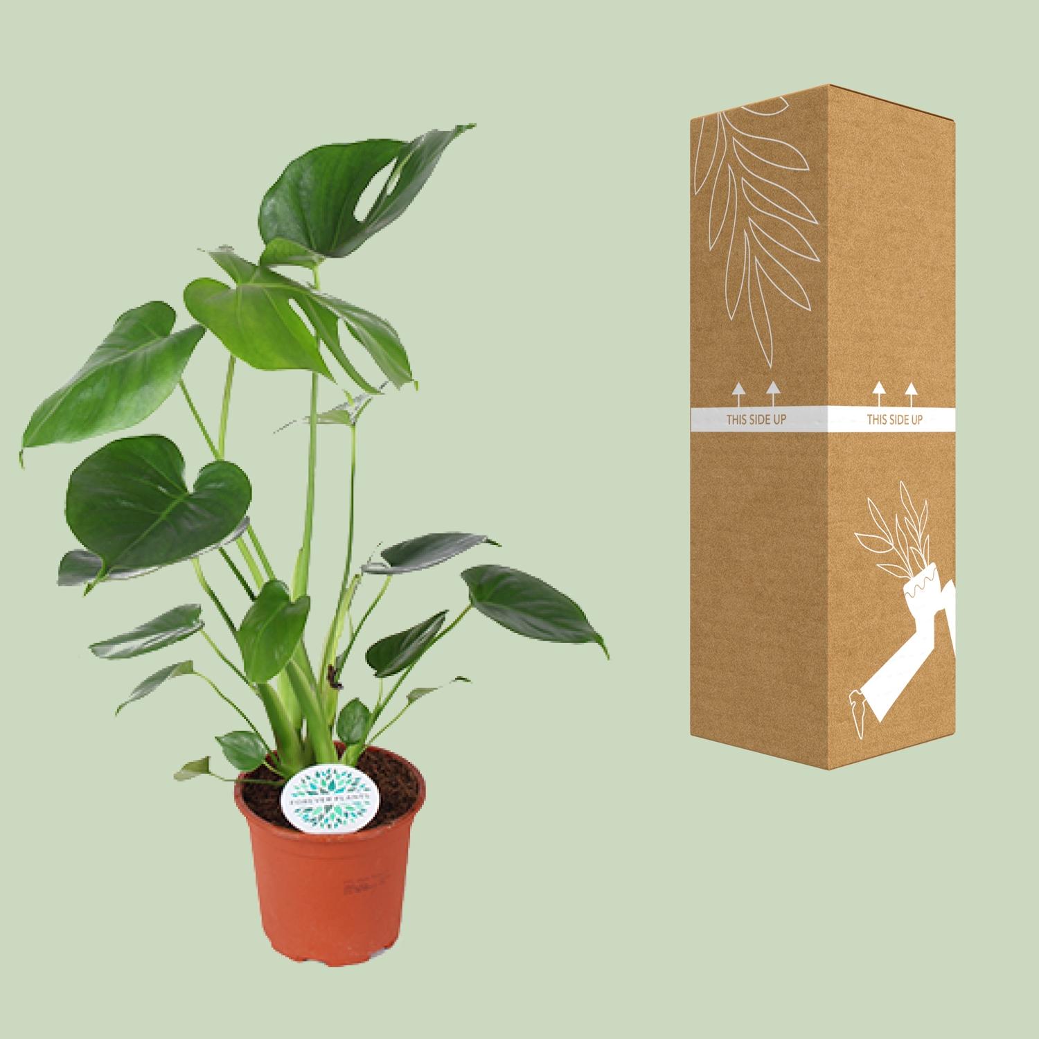 Monstera Deliciosa 14 cm - Pianta da interno 45 cm - Fogliame tropicale  facile cura | Leroy Merlin