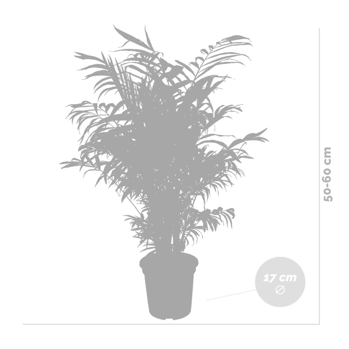 Chamaedorea Elegans - Palmier de Montagne - Plantes d’intérieur - H. 50-60 cm - P. 17 cm - 5