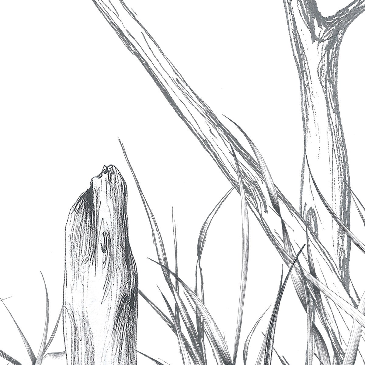 Papier peint panoramique Côtes Sauvages, Noir et blanc 150 x 250cm - 3