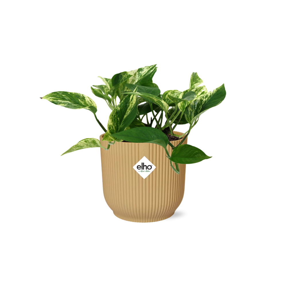 Scindapsus Marble Queen 14cm w doniczce ELHO Vibes Fold żółtej – Roślina pnąca o marmurkowych liściach
