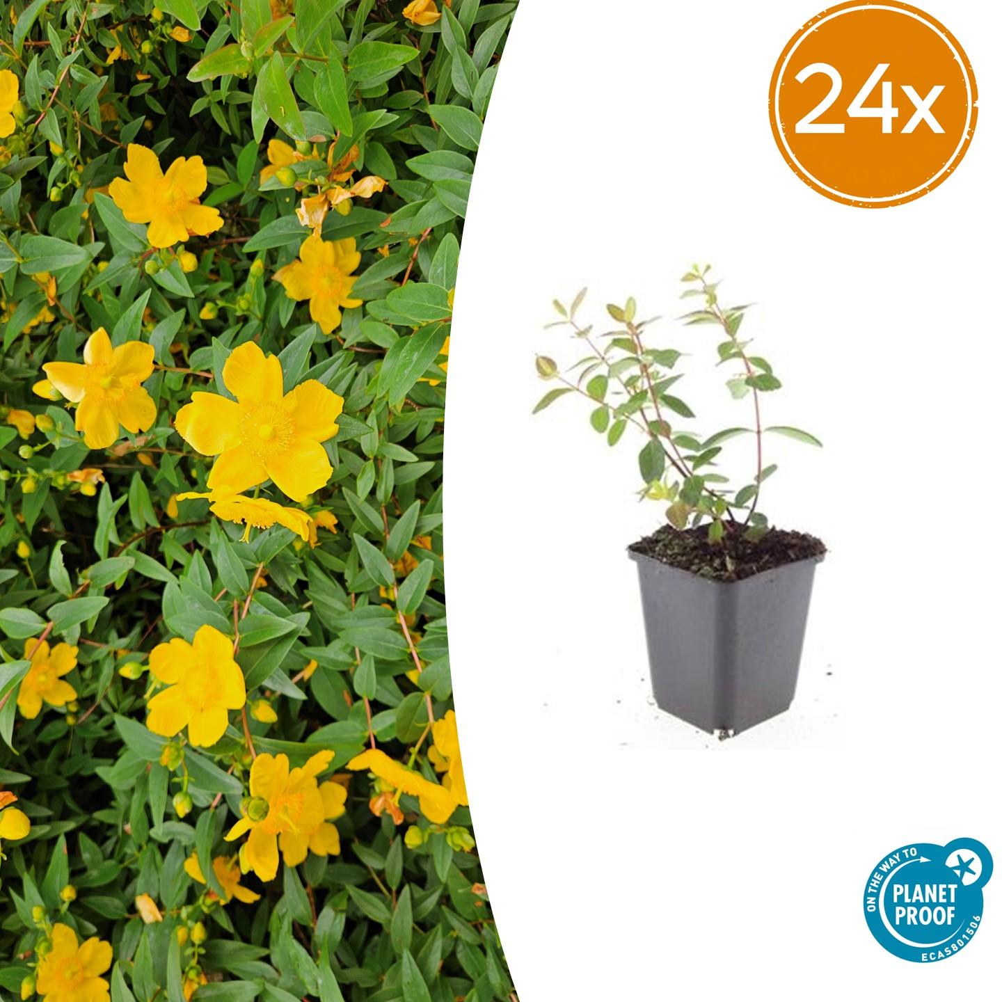 24x Dziurawiec zwyczajny Hypericum dummeri 'Peter Dummer' | Doniczka Ø9 cm | Wysokość 10-25 cm – MOSELOTA Zielona