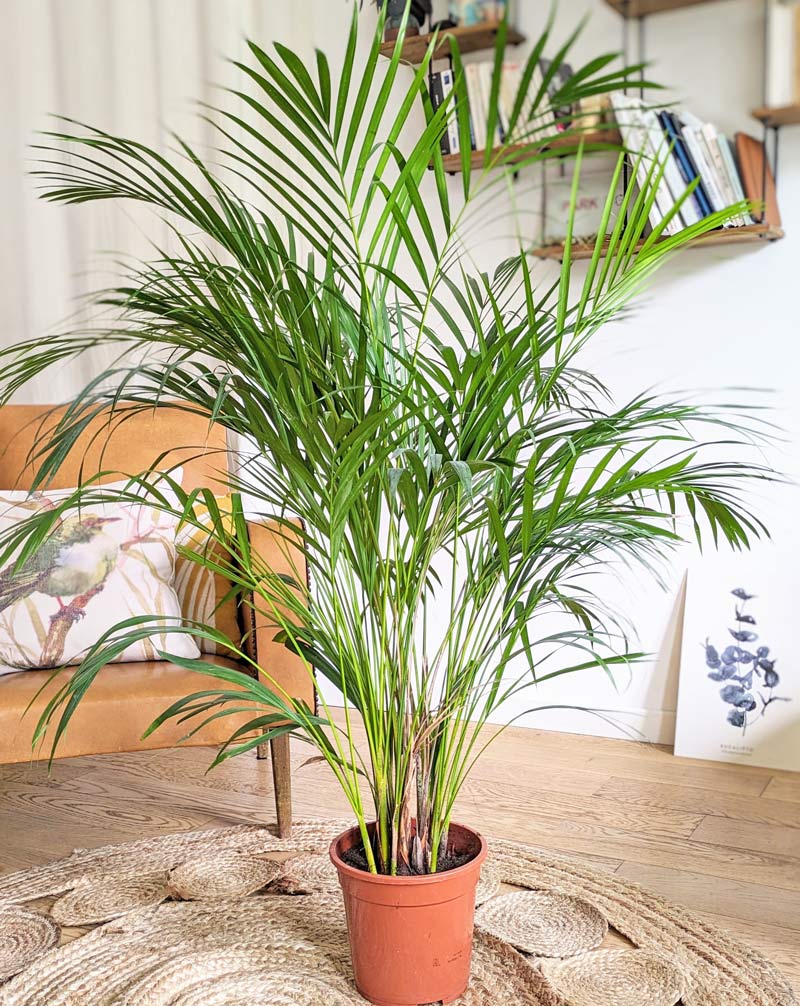 Palmier areca 120 cm. Plante naturelle - 2