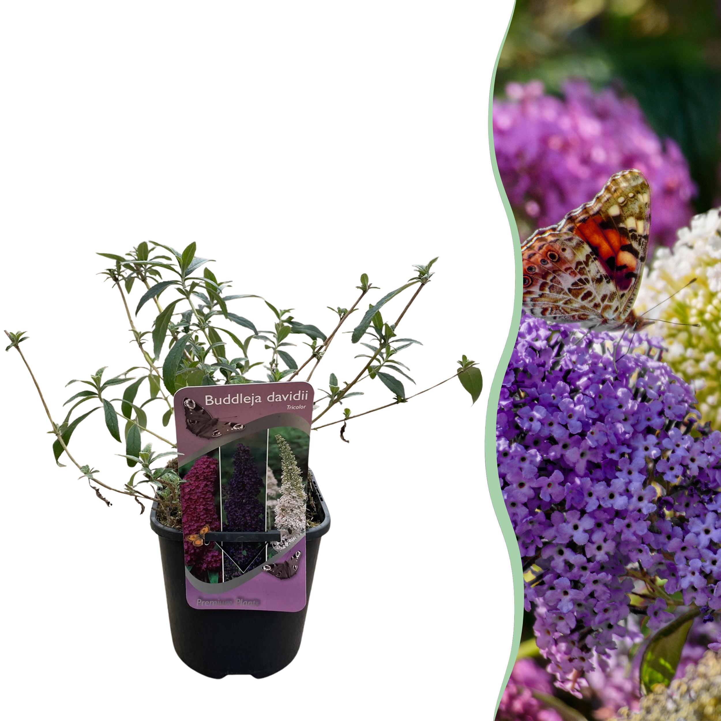 Budleja Dawida Tricolour – Krzew motyli różowy biały fioletowy – Liściasty – Doniczka 17 cm – Wysokość 30 cm