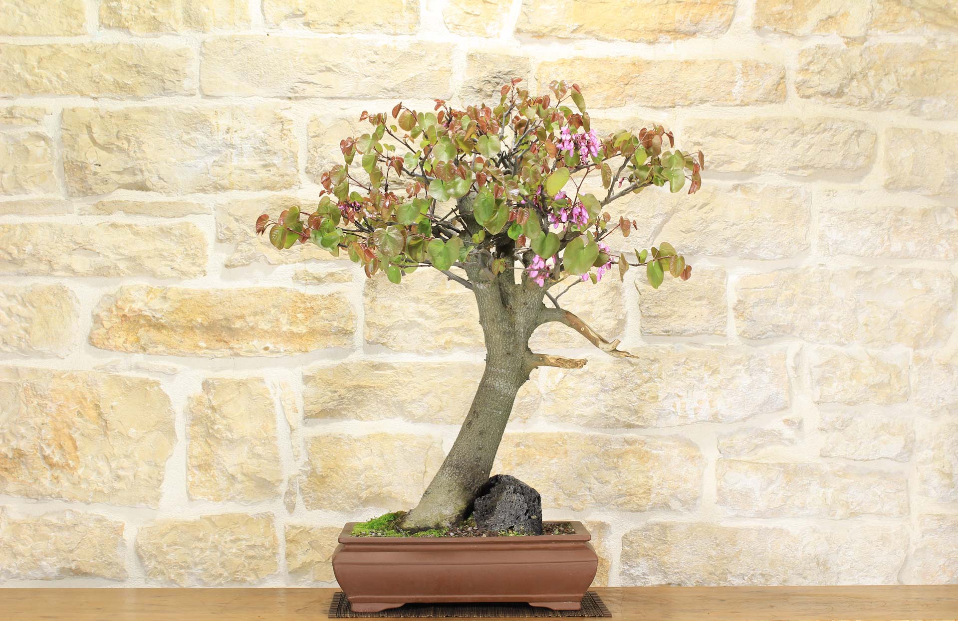 bonsai as a gift Bonsaify