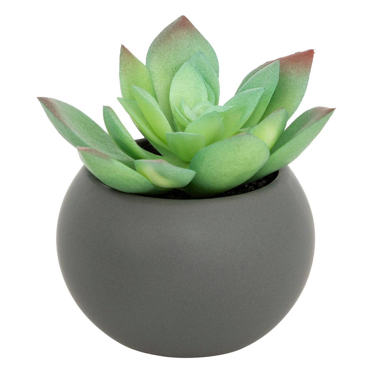 Plante Grasse En Pot H13 Blanc - Atmosphera Créateur d'intérieur - 5