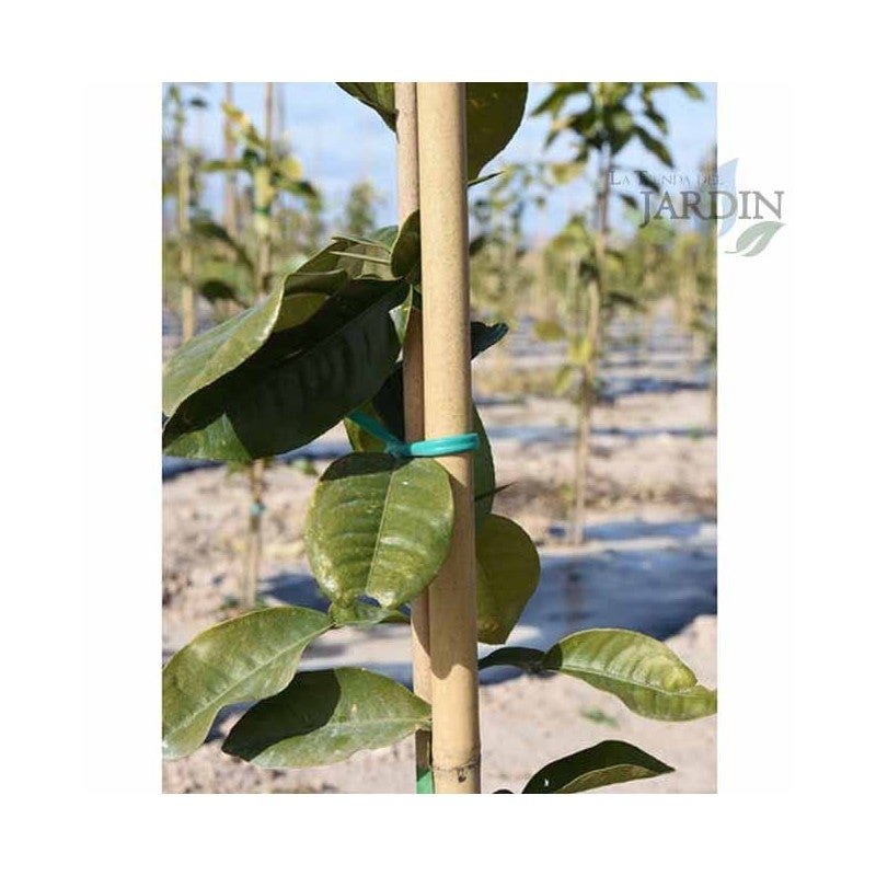 Lot de 500 Tuteur en Bambou 150 cm, 8-10 mm, Tubes en Bambou pour Plantes et Arbres, Baguettes de bambou, Canne de bambou - 4