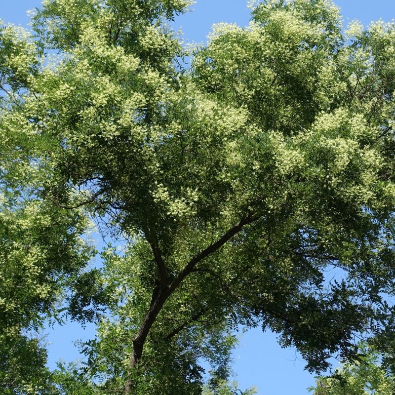 Sophora du Japon (Styphnolobium japonicum) - Godet 9cm - Pépinières Naudet - 2